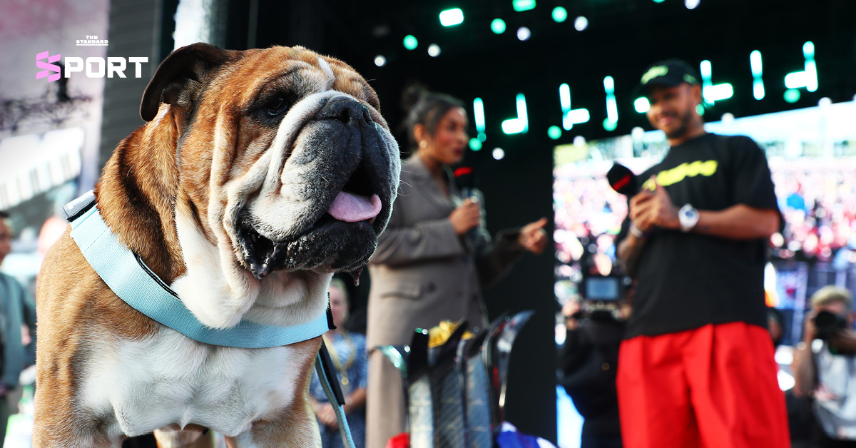 Roscoe สุนัขของแฮมิลตันเดินข้างทีมงานที่ซิลเวอร์สโตน
