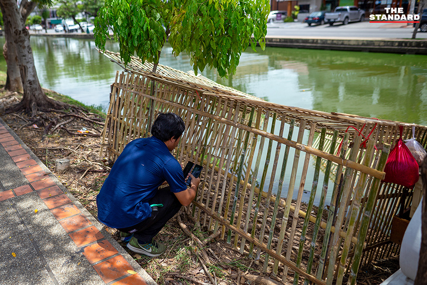 ห่านในคูเมืองเชียงใหม่ช่วยกำจัดจอกแหนและสาหร่ายแก้น้ำเสีย