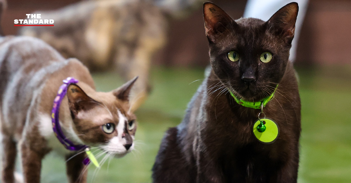 bma-pet-shelter-praves