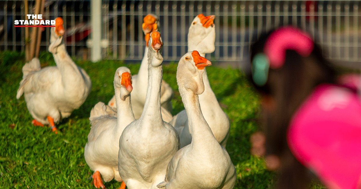 COVER - Chiang Mai Launches Rare Goose Attraction