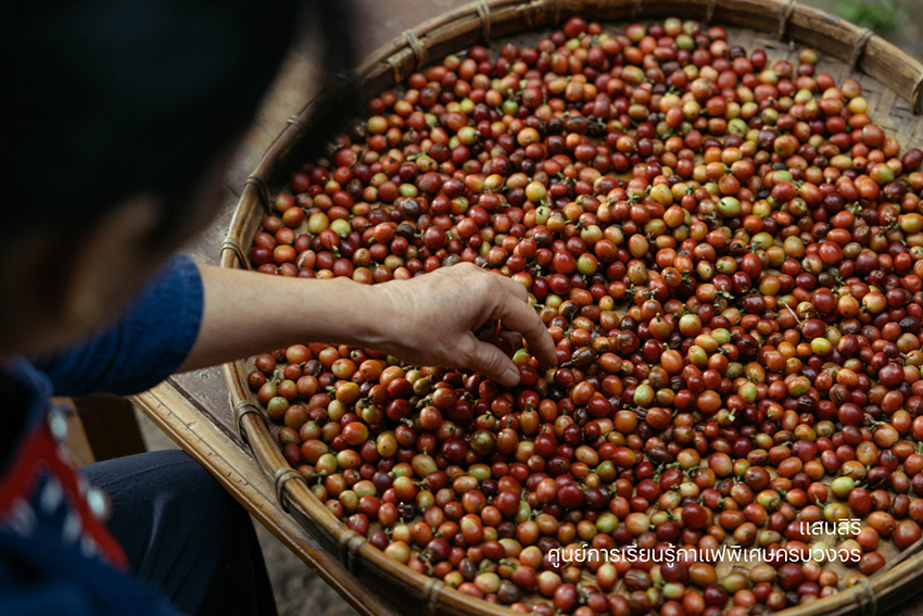 กาแฟสร้างความยั่งยืน กัลยาณิวัฒนา