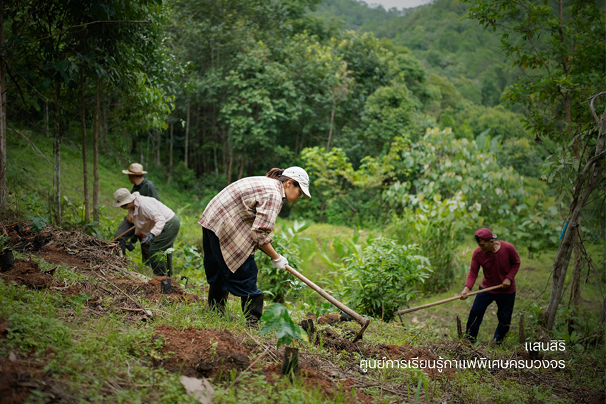 กาแฟสร้างความยั่งยืน กัลยาณิวัฒนา