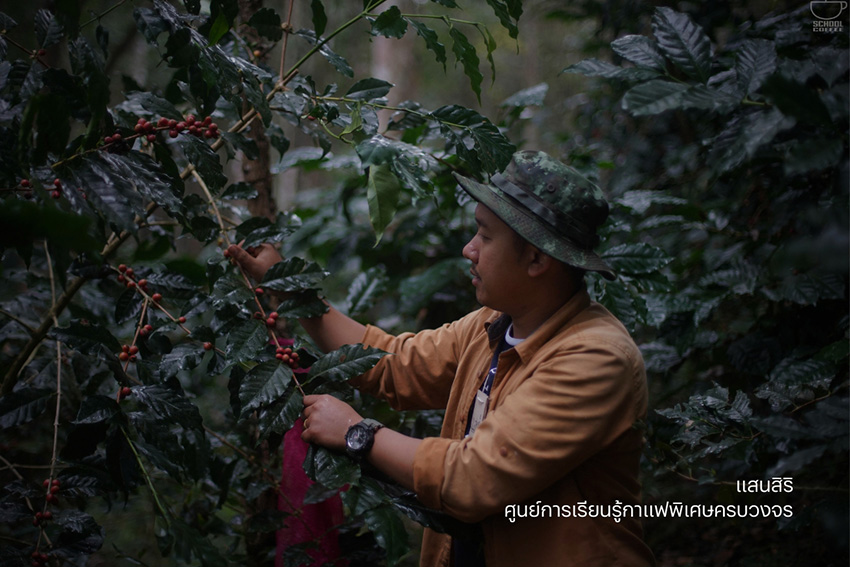 กาแฟสร้างความยั่งยืน กัลยาณิวัฒนา