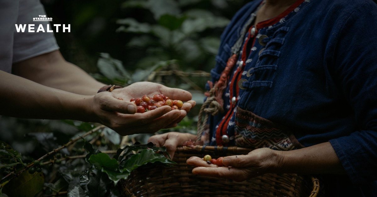chiangmai-coffee-sustainable-development