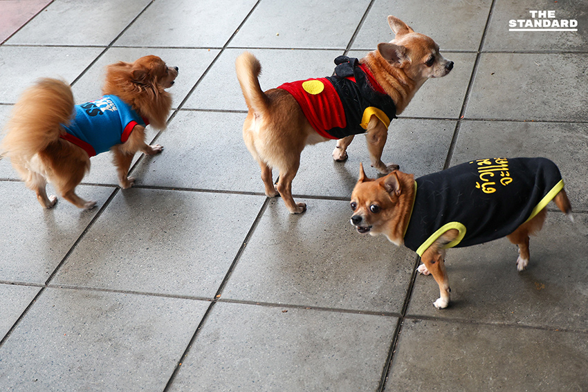 กรุงเทพฯ เย็นสบาย อุณหภูมิต่ำสุด 20 องศาฯ รายงานฝุ่นดีมากทั่วพื้นที่ 3