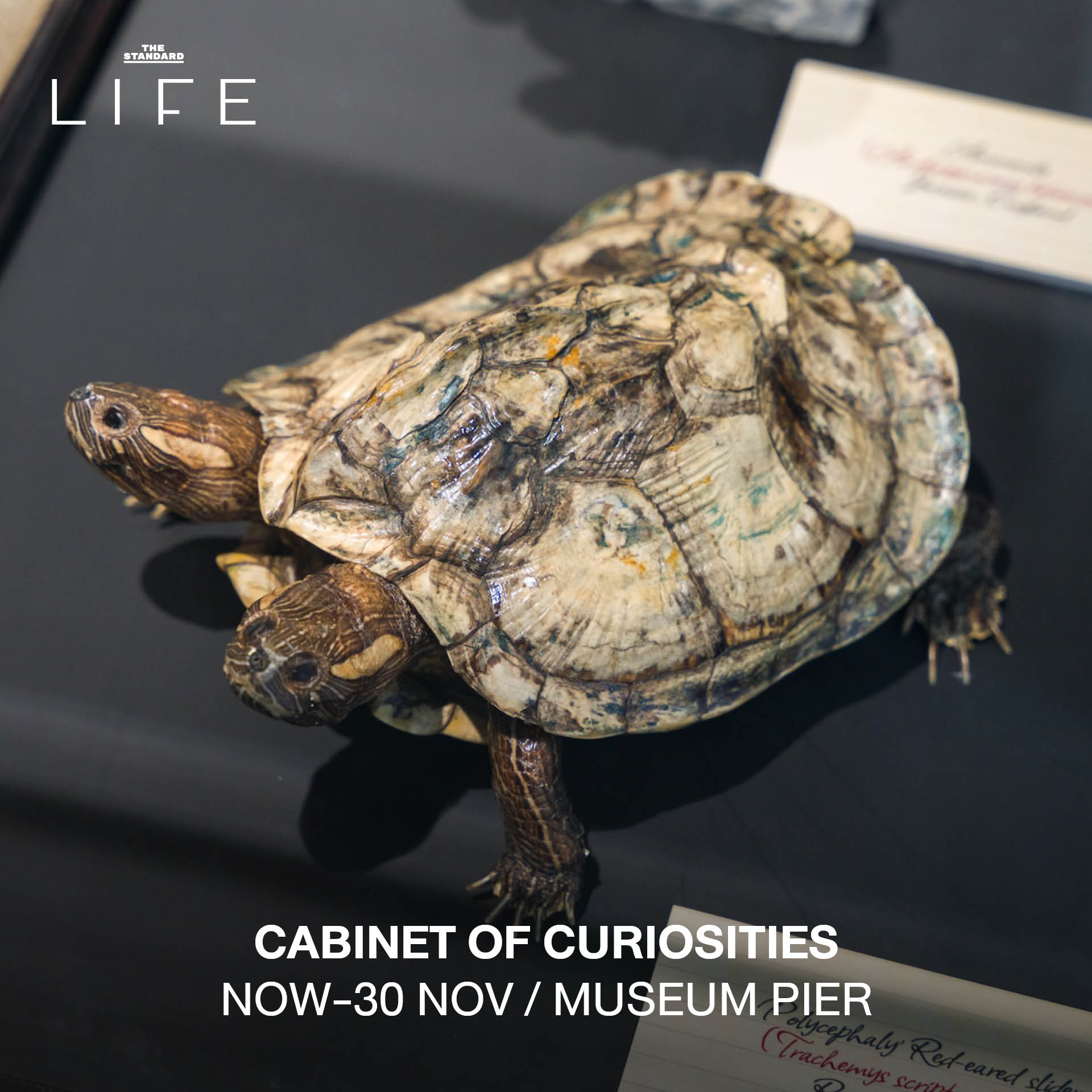 CALENDAR: กิจกรรมน่าสนใจสัปดาห์นี้ (20-26 พฤศจิกายน 2568) 6