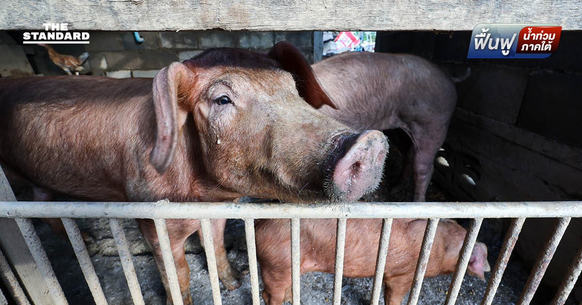 ‘เหลือรอดแค่ 5 ตัว’ น้ำท่วม หาดใหญ่ พาหมู 100 ตัวหายไปกับตา