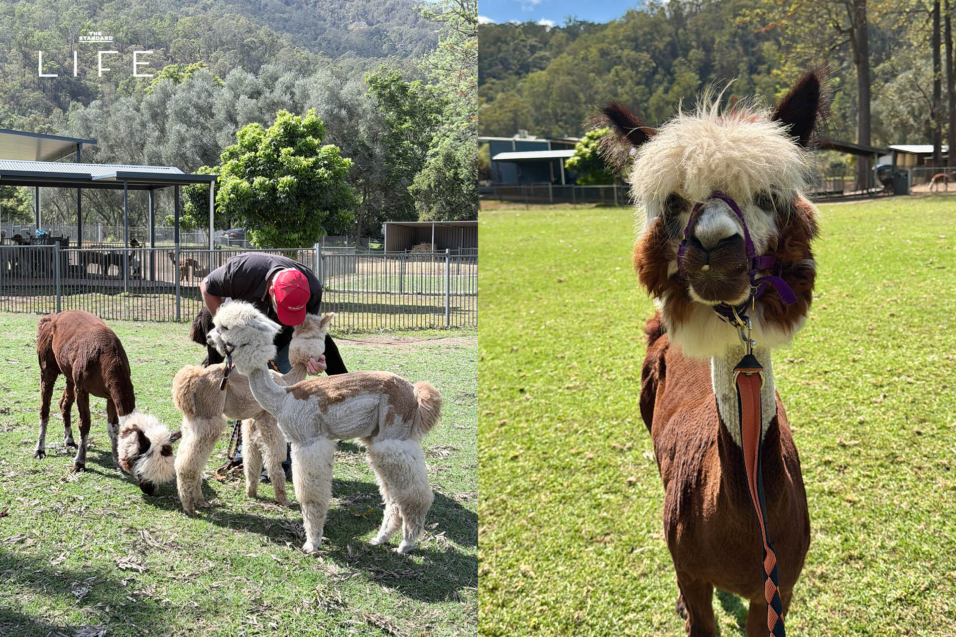 รวมสถานที่เที่ยว ใน โกลด์โคสต์ (Gold Coast) เมืองริมทะเล ของ ออสเตรเลีย 11