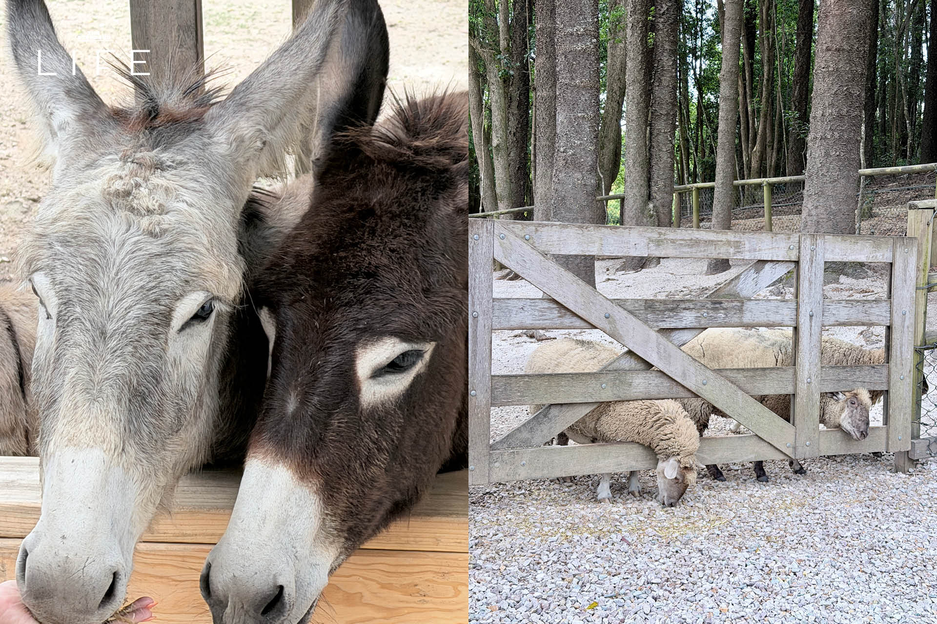 รวมสถานที่เที่ยว ใน โกลด์โคสต์ (Gold Coast) เมืองริมทะเล ของ ออสเตรเลีย 18
