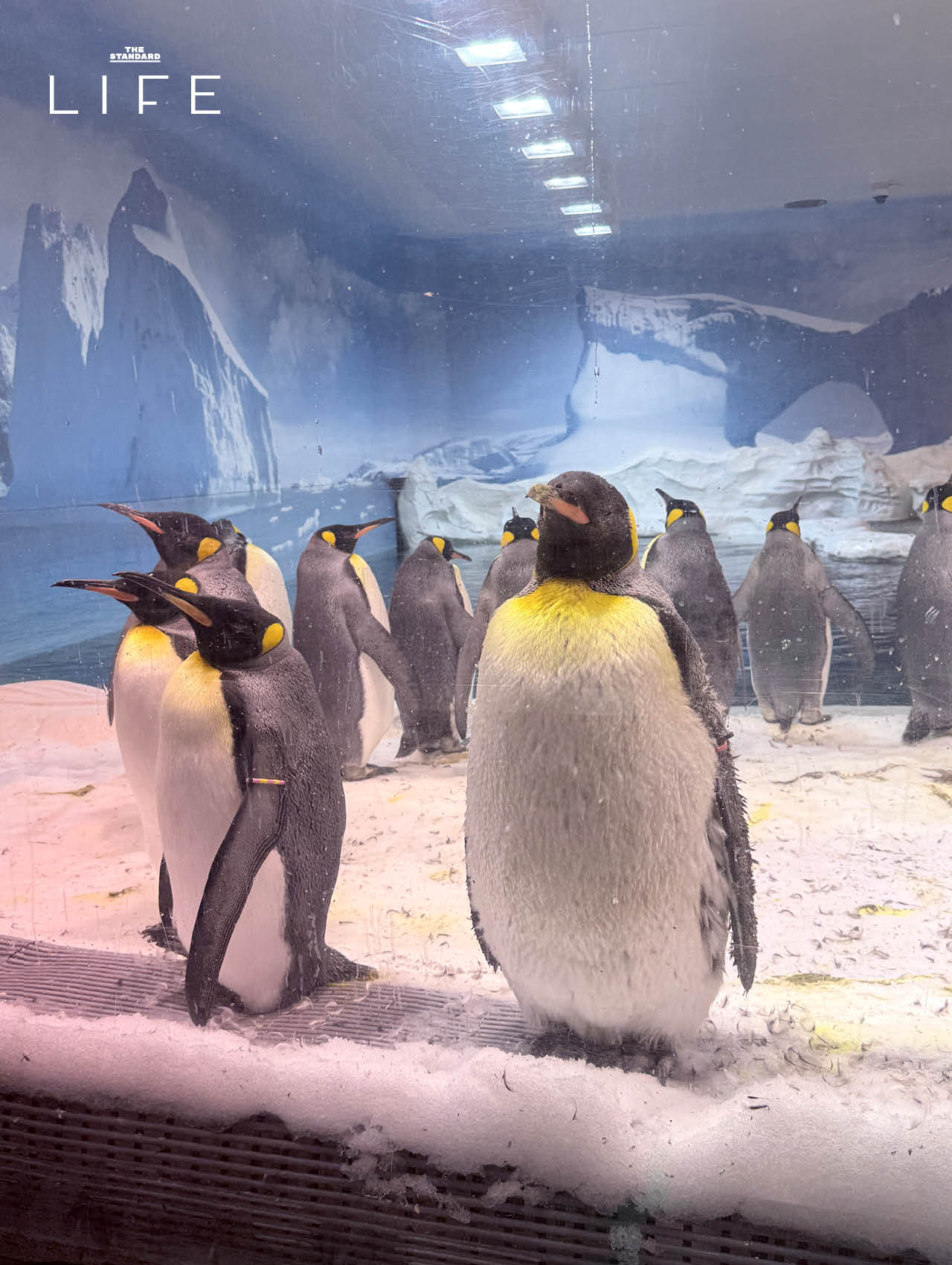 รวมสถานที่เที่ยว ใน โกลด์โคสต์ (Gold Coast) เมืองริมทะเล ของ ออสเตรเลีย 8