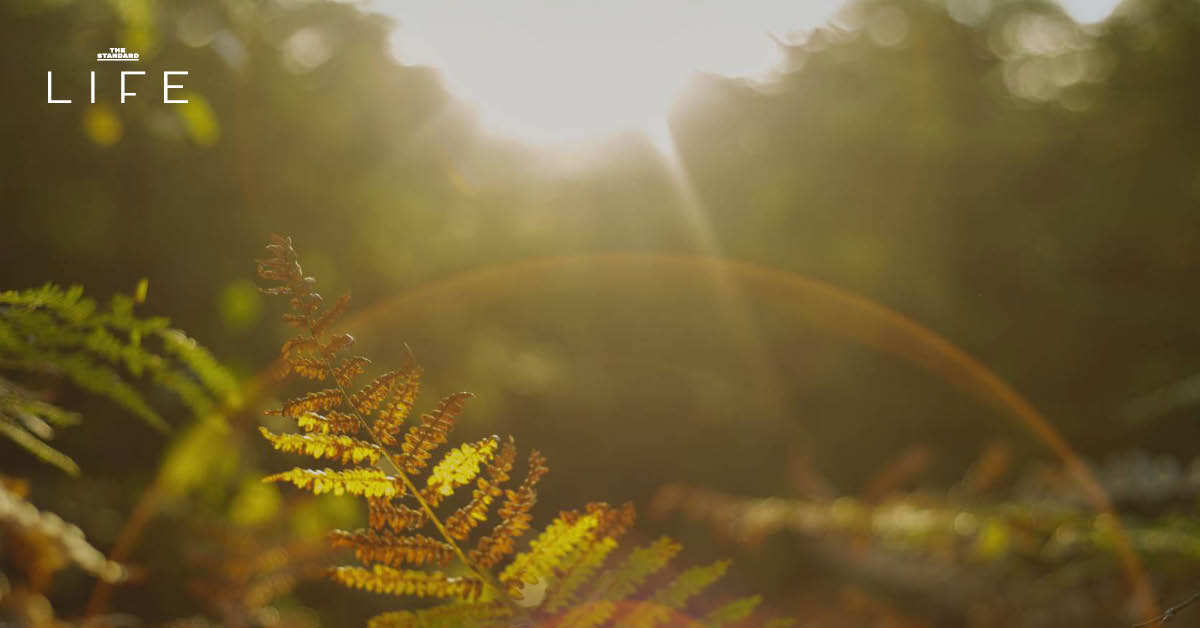 ‘ด้นกลับไป เพื่อใจเติบโต’ หยุดพักใจ ฟังเสียงหัวใจ และเริ่มต้นใหม่ไปด้วยกัน 6 ธ.ค.นี้