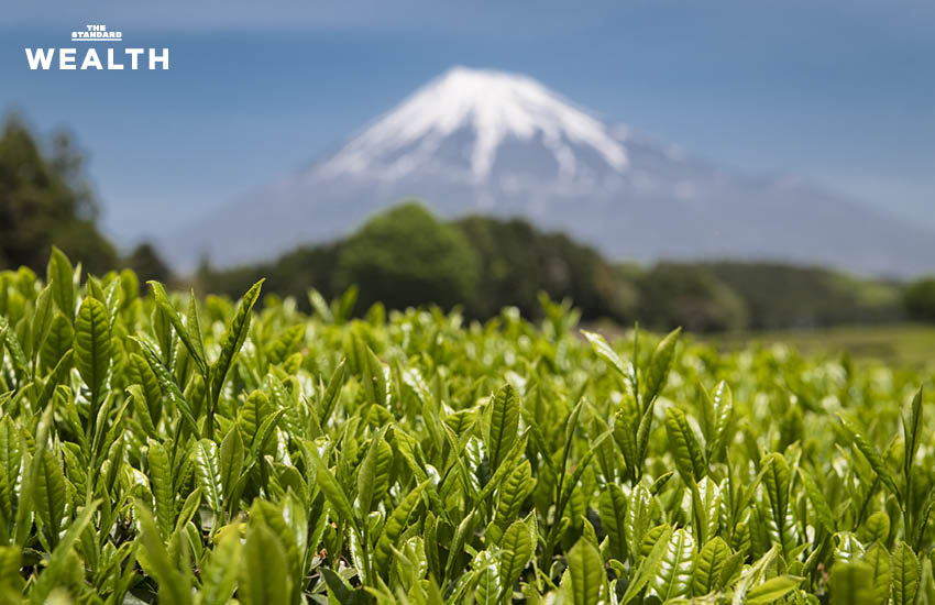 ตามรอยไร่ชาจักรพรรดิญี่ปุ่น ‘มัทฉะชิซูโอกะ’ ตำนาน 150 ปี จากยอดชาหลังฟูจิซัง สู่คาเฟ่ ‘อินทนิล’ 3