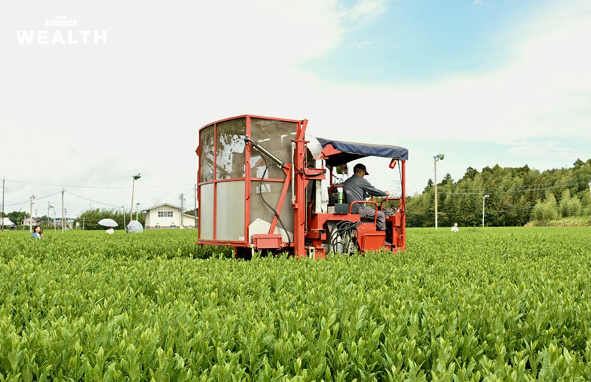 ตามรอยไร่ชาจักรพรรดิญี่ปุ่น ‘มัทฉะชิซูโอกะ’ ตำนาน 150 ปี จากยอดชาหลังฟูจิซัง สู่คาเฟ่ ‘อินทนิล’ 4