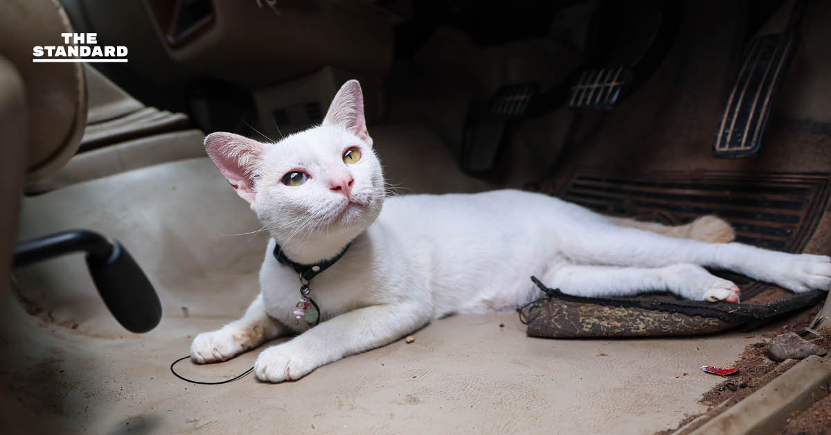 ครม. เห็นชอบ แมวไทย เป็นเอกลักษณ์ประจำชาติ ประเภทสัตว์เลี้ยง