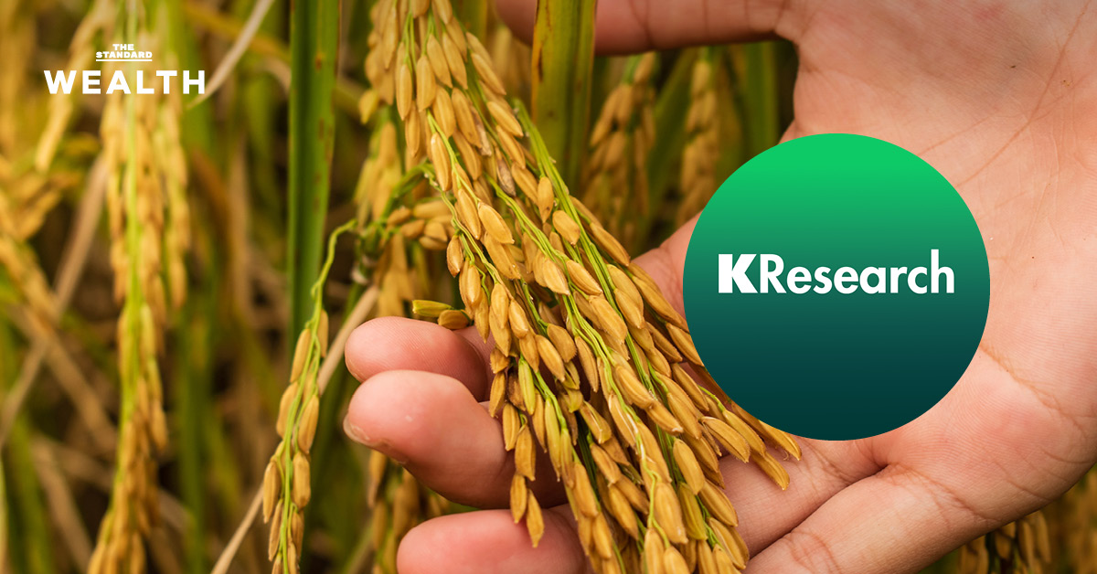KResearch ชี้ ข้าวไทย ราคาตกยาวถึง ไตรมาส 1/2569 จากผลผลิตล้นตลาด ก่อนฟื้นเล็กน้อยปีหน้า