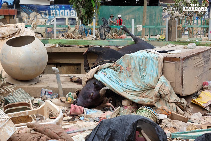 ขยะล้นหลังน้ำลด วิกฤตใหม่ซ้ำเติมชาวบ้าน ขาดน้ำ-ไฟ ทำฟื้นฟูหาดใหญ่ยาก 14