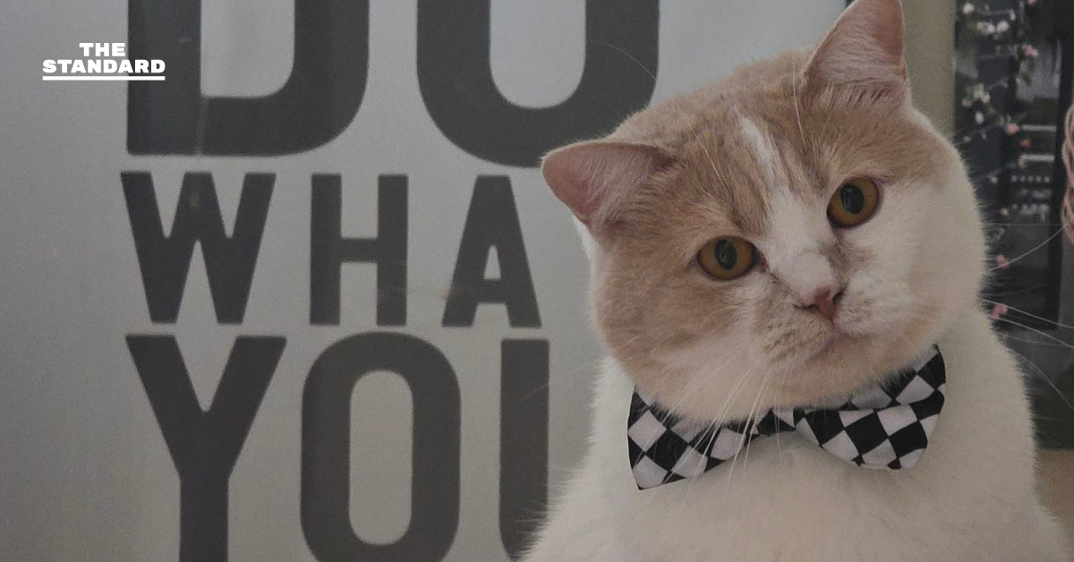 กทม. เตรียมชงสภาฯ เลื่อนบังคับใช้ ‘ข้อบัญญัติคุมการเลี้ยงสัตว์ฯ’ ลดภาระประชาชน พร้อมปูพรมขยายบริการฝังชิป-จดทะเบียน ฟรีเชิงรุกทั่วกรุง