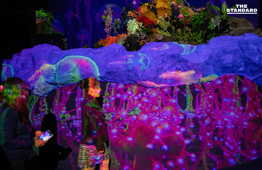 สวนสัตว์เชียงใหม่เปิดประสบการณ์ Night Aquarium ผสมผสานโลกใต้น้ำกับงานศิลปะแบบ Immersive 1