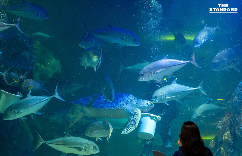 สวนสัตว์เชียงใหม่เปิดประสบการณ์ Night Aquarium ผสมผสานโลกใต้น้ำกับงานศิลปะแบบ Immersive 2