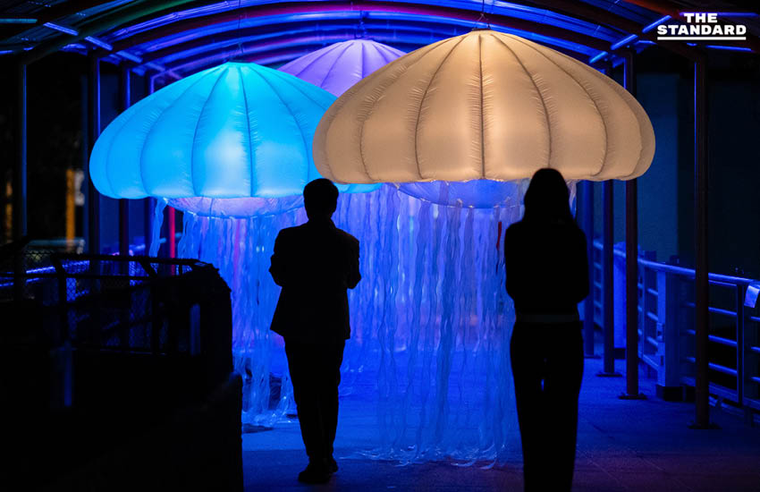 สวนสัตว์เชียงใหม่เปิดประสบการณ์ Night Aquarium ผสมผสานโลกใต้น้ำกับงานศิลปะแบบ Immersive 3