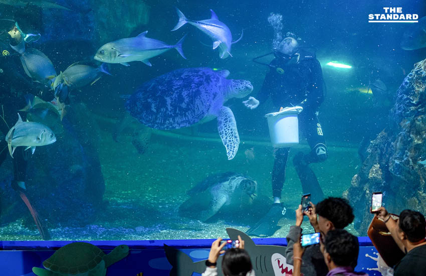 สวนสัตว์เชียงใหม่เปิดประสบการณ์ Night Aquarium ผสมผสานโลกใต้น้ำกับงานศิลปะแบบ Immersive 6