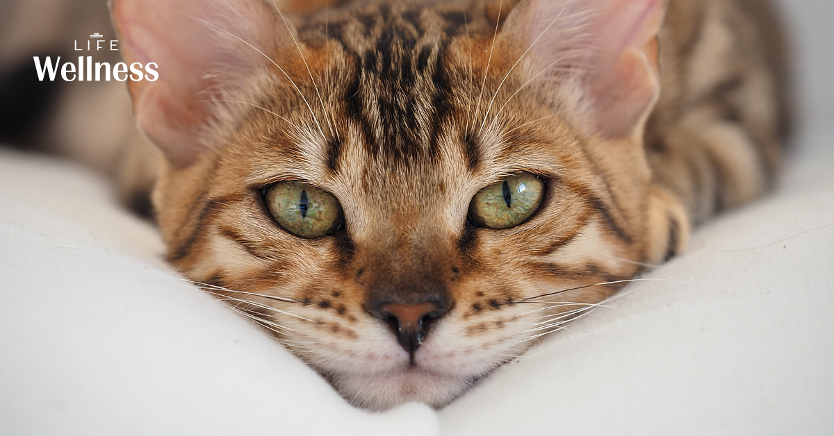 niksen-dutch-intentional-inactivity-mindfulness