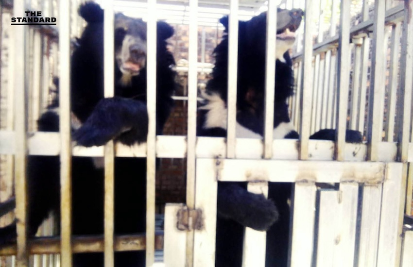 กรมอุทยานฯ ส่งทีมสัตวแพทย์เข้าช่วยเหลือสิงโต-หมี หลังนาวิกโยธินพบถูกทิ้งในสภาพวิกฤตในบ่อนกาสิโนร้างฝั่งกัมพูชา 1