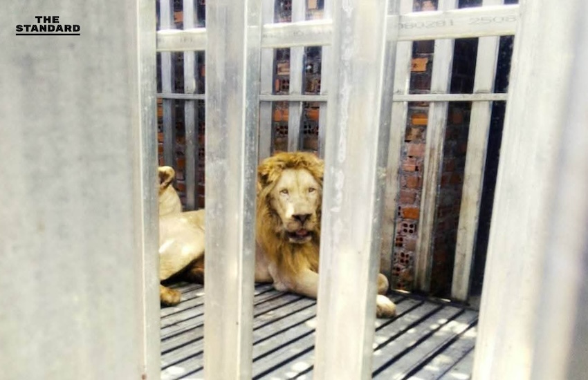 กรมอุทยานฯ ส่งทีมสัตวแพทย์เข้าช่วยเหลือสิงโต-หมี หลังนาวิกโยธินพบถูกทิ้งในสภาพวิกฤตในบ่อนกาสิโนร้างฝั่งกัมพูชา 2