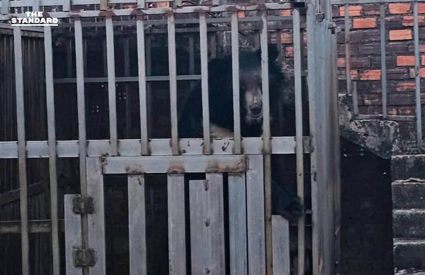 กรมอุทยานฯ ส่งทีมสัตวแพทย์เข้าช่วยเหลือสิงโต-หมี หลังนาวิกโยธินพบถูกทิ้งในสภาพวิกฤตในบ่อนกาสิโนร้างฝั่งกัมพูชา 3