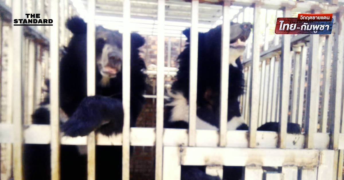 กรมอุทยานฯ ส่งทีมสัตวแพทย์เข้าช่วยเหลือสิงโต-หมี หลังนาวิกโยธินพบถูกทิ้งในสภาพวิกฤตในบ่อนกาสิโนร้างฝั่งกัมพูชา