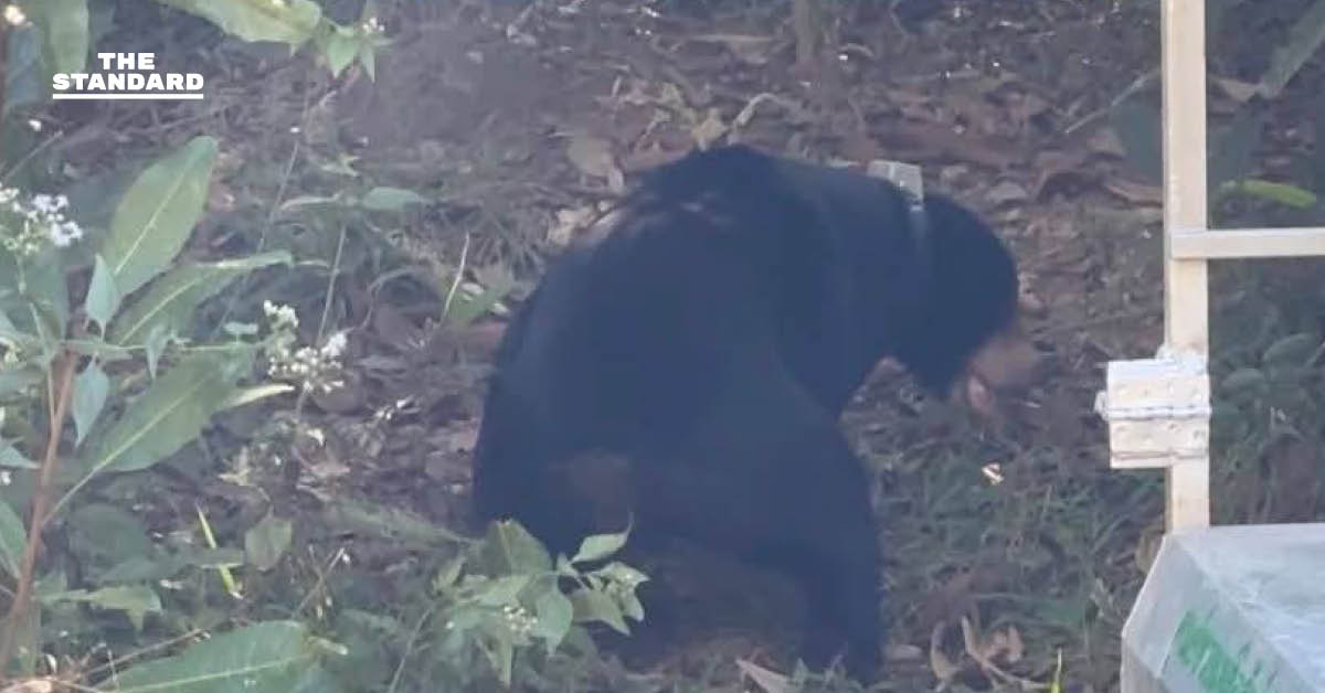 กรมอุทยานฯ ปล่อยหมีหมา ‘แผ่นดิน’ กลับสู่ป่าปางสีดา หลังฟื้นฟูร่างกายนาน 4 ปี