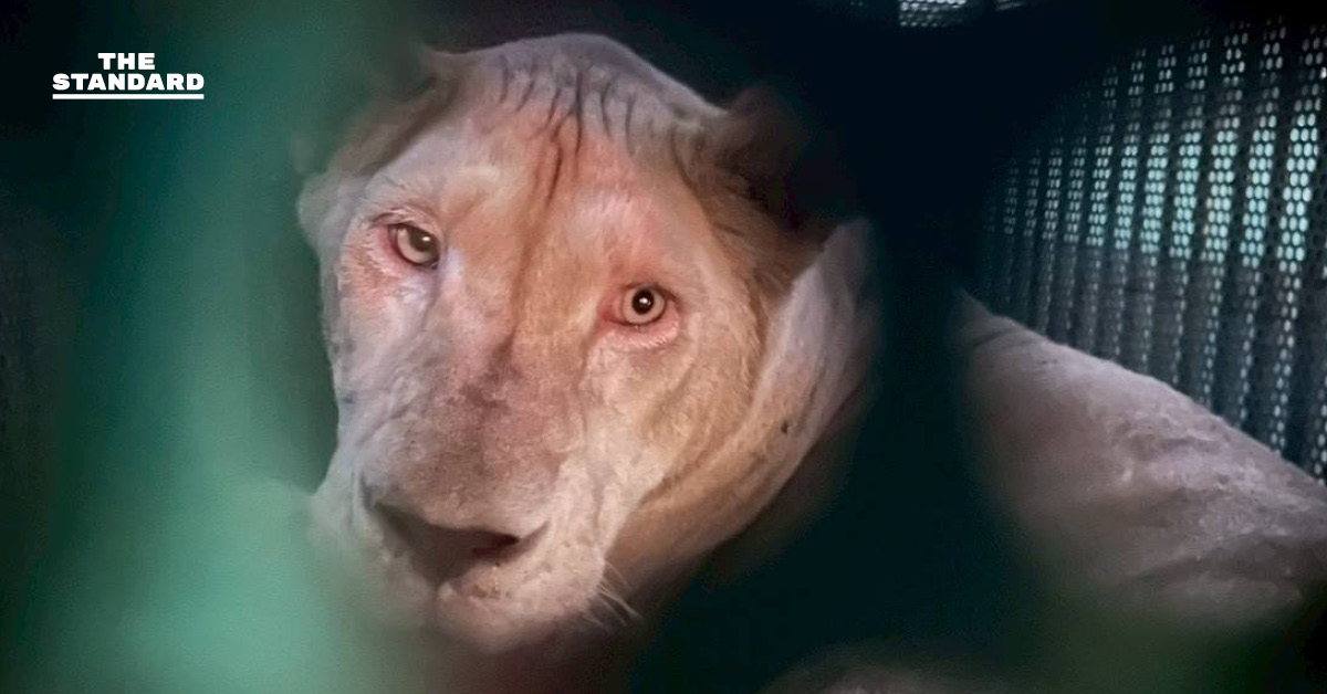 กรมอุทยานฯ ปฏิบัติการช่วยเหลือ ‘สิงโต-หมี’ 5 ชีวิต จากกาสิโนชายแดนตราด หลังพบสภาพผอมโซ-ขาดอาหารรุนแรง