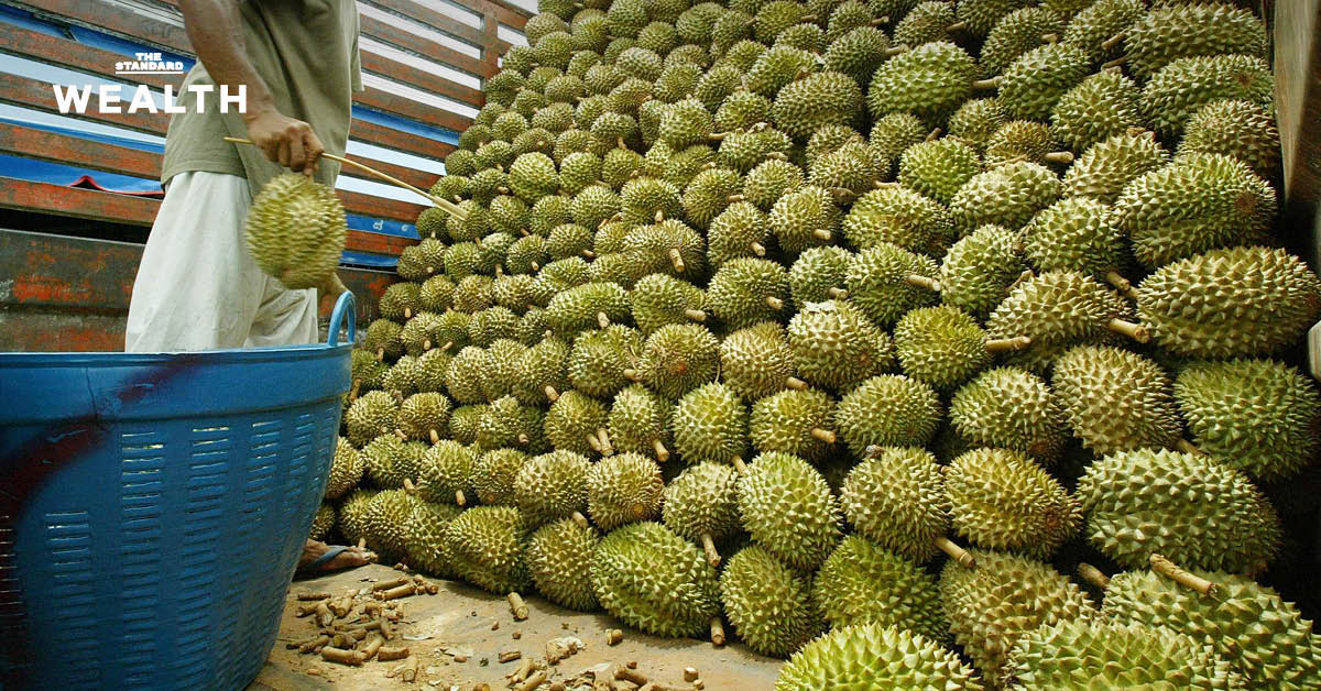 อวสานยุคทอง ‘ทุเรียนร้อยบาท’? เมื่อไทยถูกขนาบข้างด้วยสงครามราคา **เวียดนาม** และมาตรฐานใหม่ตลาด **จีน**