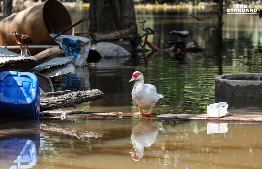 สำรวจ อ.เทพา จ.สงขลา น้ำท่วมก่อน แต่ลดทีหลัง 1