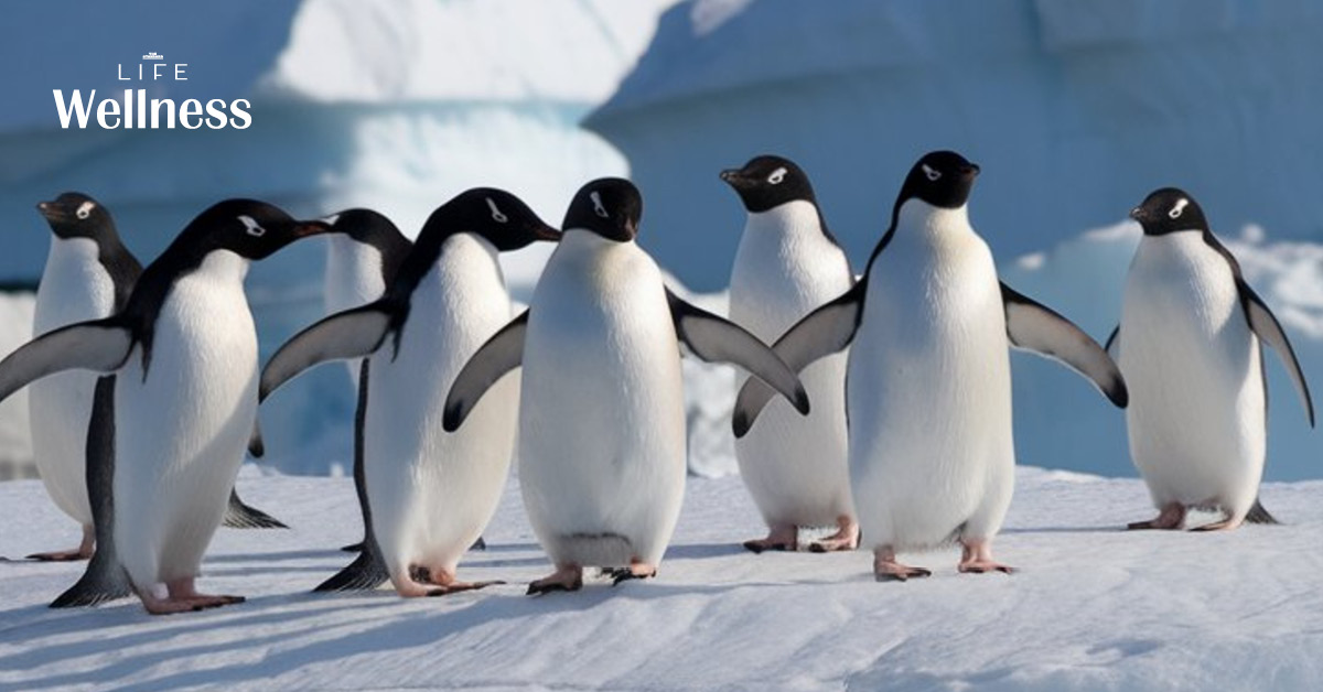 รักษาไว้ดีๆ นะ เพื่อนแท้แบบ เพนกวิน แม้ไม่ได้อยู่ด้วยกันตลอด แต่ไม่เคยทิ้งกัน