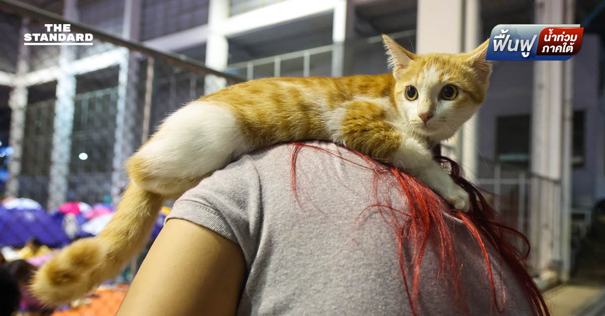 นทพ. ส่งทีมสัตวแพทย์เคลื่อนที่ เร่งเยียวยาสัตว์เลี้ยงและปศุสัตว์ของประชาชนหลังน้ำท่วม หาดใหญ่