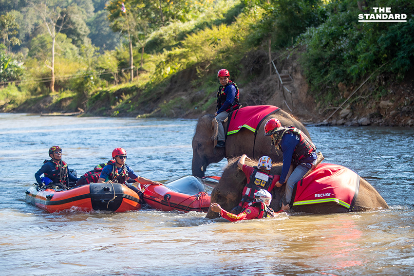 ครั้งแรกของโลก ฝึกกู้ภัยร่วม ‘ช้าง–สุนัข–มนุษย์’ ในการซ้อม TIMS 2025 ที่เชียงใหม่ 4