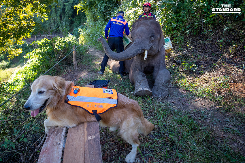 ครั้งแรกของโลก ฝึกกู้ภัยร่วม ‘ช้าง–สุนัข–มนุษย์’ ในการซ้อม TIMS 2025 ที่เชียงใหม่ 6