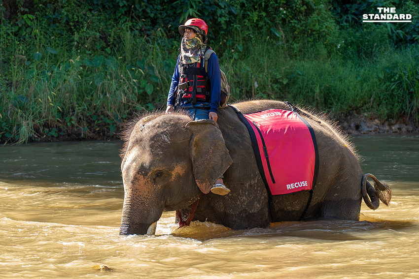 ครั้งแรกของโลก ฝึกกู้ภัยร่วม ‘ช้าง–สุนัข–มนุษย์’ ในการซ้อม TIMS 2025 ที่เชียงใหม่ 8