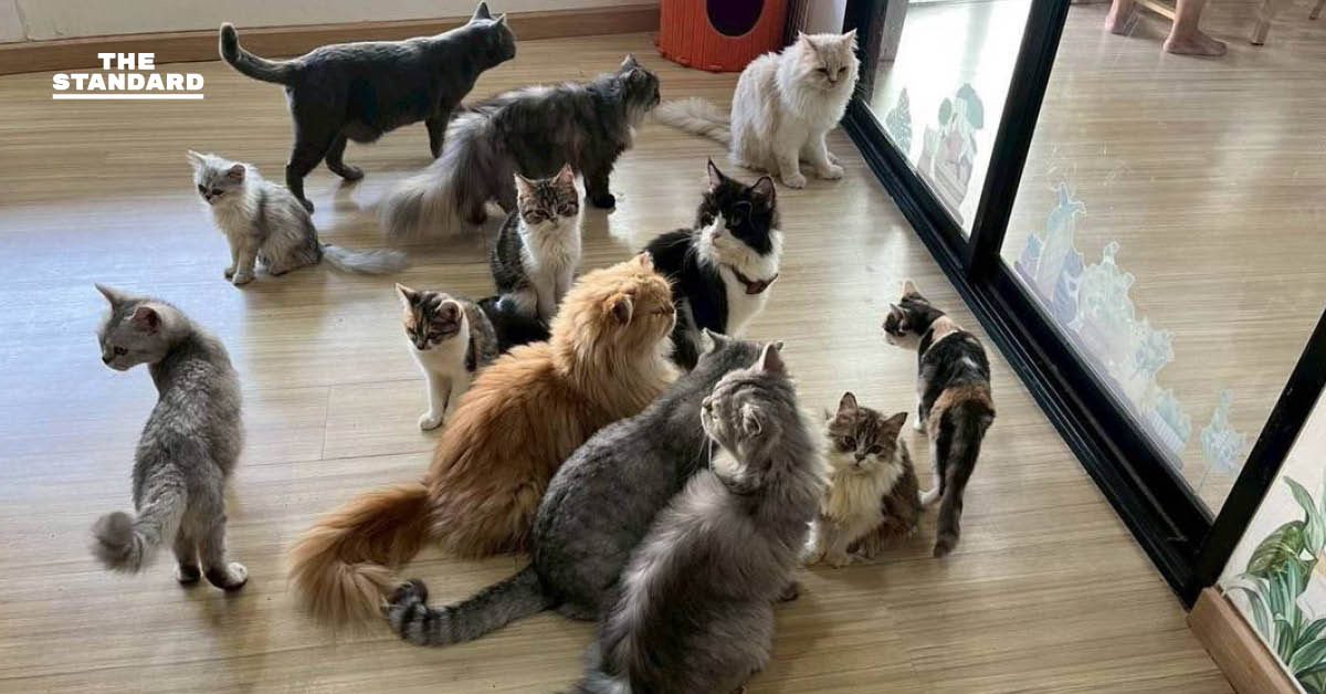 ภาพเจ้าหน้าที่เขตบางเขน ลงพื้นที่เข้าตรวจสอบคาเฟ่แมวที่มีประเด็นการทารุณกรรมสัตว์