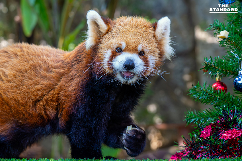 สวนสัตว์เชียงใหม่ ชวนสัมผัสความน่ารัก ‘ไทเกอร์’ แพนด้าแดงวัยเก๋า ขวัญใจเด็กๆ เตรียมรับ วันเด็กแห่งชาติ 2569 1