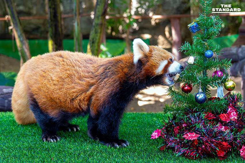 สวนสัตว์เชียงใหม่ ชวนสัมผัสความน่ารัก ‘ไทเกอร์’ แพนด้าแดงวัยเก๋า ขวัญใจเด็กๆ เตรียมรับ วันเด็กแห่งชาติ 2569 2