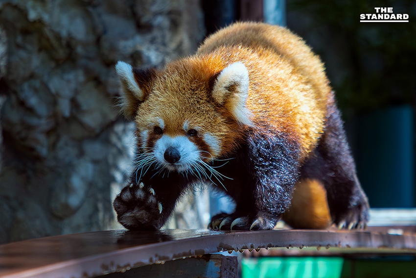 สวนสัตว์เชียงใหม่ ชวนสัมผัสความน่ารัก ‘ไทเกอร์’ แพนด้าแดงวัยเก๋า ขวัญใจเด็กๆ เตรียมรับ วันเด็กแห่งชาติ 2569 4