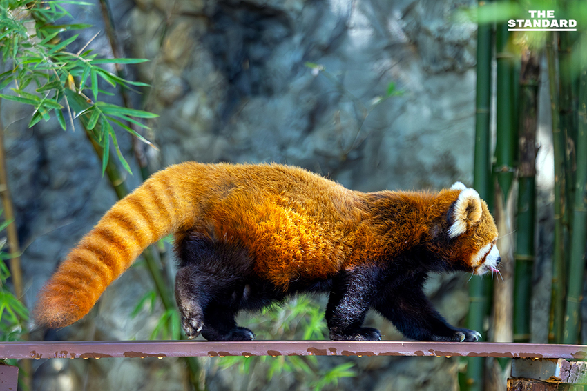 สวนสัตว์เชียงใหม่ ชวนสัมผัสความน่ารัก ‘ไทเกอร์’ แพนด้าแดงวัยเก๋า ขวัญใจเด็กๆ เตรียมรับ วันเด็กแห่งชาติ 2569 5