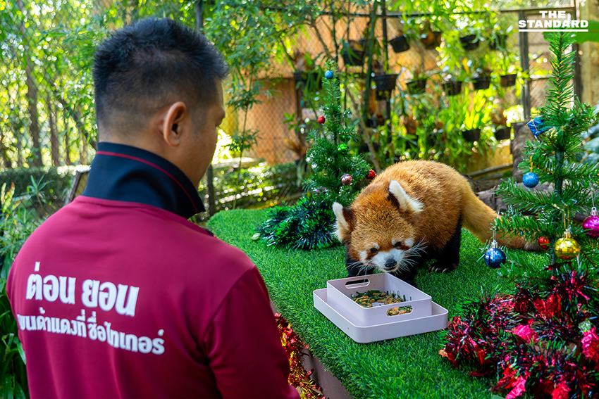 สวนสัตว์เชียงใหม่ ชวนสัมผัสความน่ารัก ‘ไทเกอร์’ แพนด้าแดงวัยเก๋า ขวัญใจเด็กๆ เตรียมรับ วันเด็กแห่งชาติ 2569 6