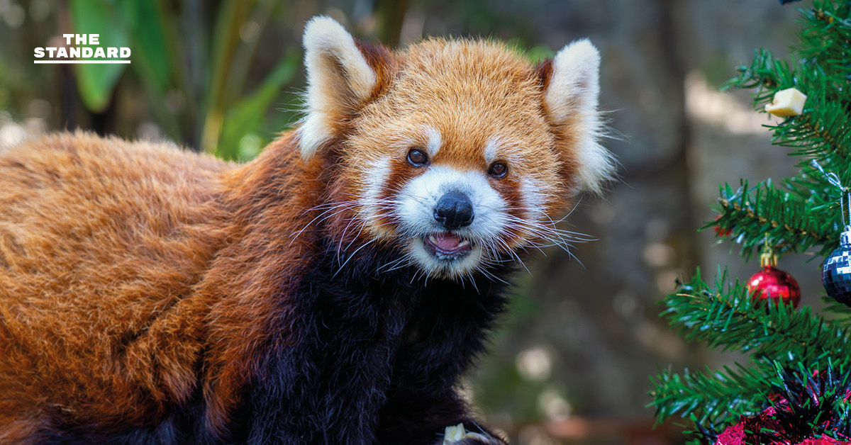 สวนสัตว์เชียงใหม่ ชวนสัมผัสความน่ารัก ‘ไทเกอร์’ แพนด้าแดงวัยเก๋า ขวัญใจเด็กๆ เตรียมรับ วันเด็กแห่งชาติ 2569