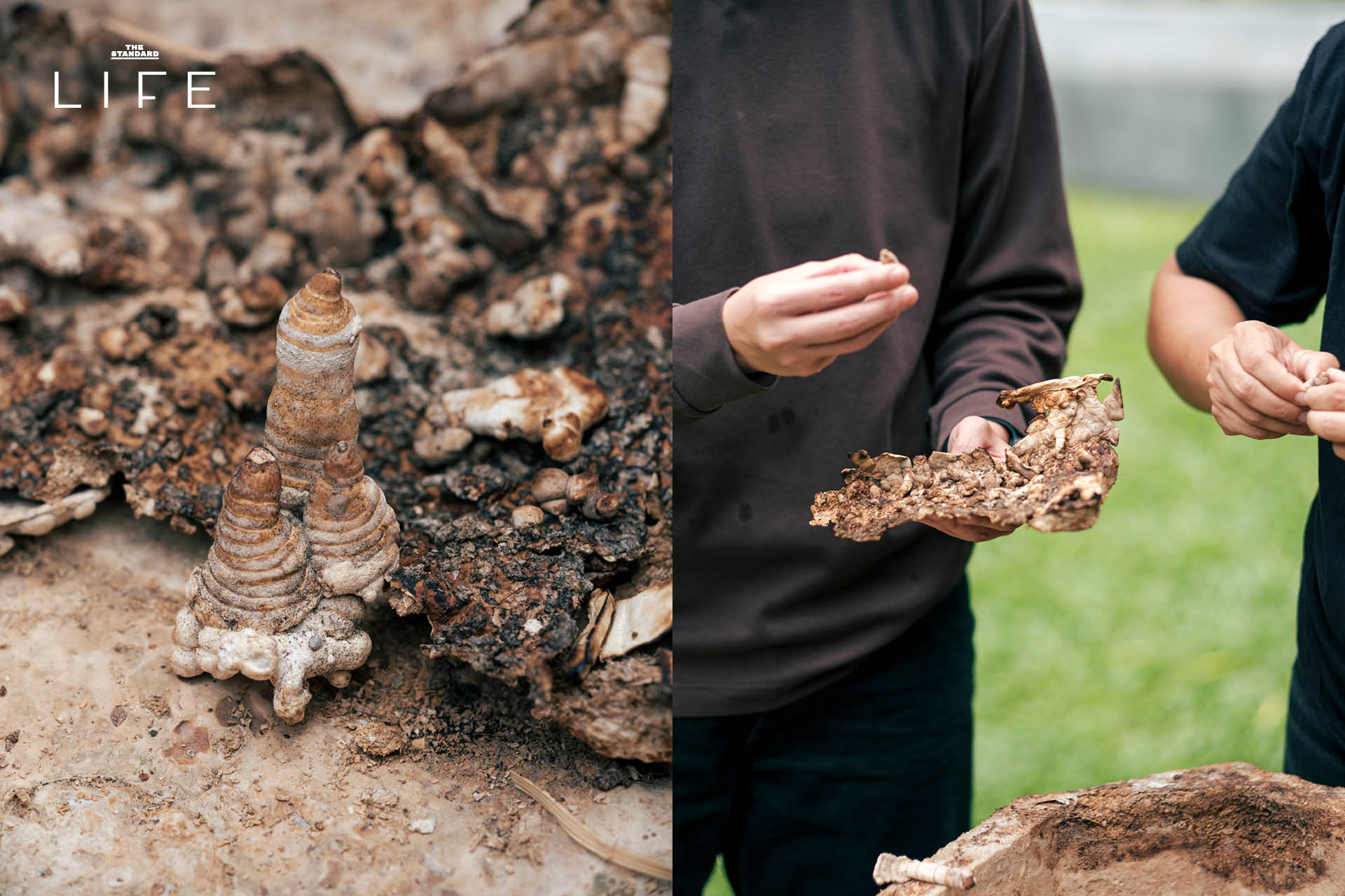 Mycelium Coffin โลงศพใยเห็ดสำหรับสัตว์เลี้ยงที่ผลิตจากวัสดุธรรมชาติ เป็นมิตรต่อสิ่งแวดล้อม 3