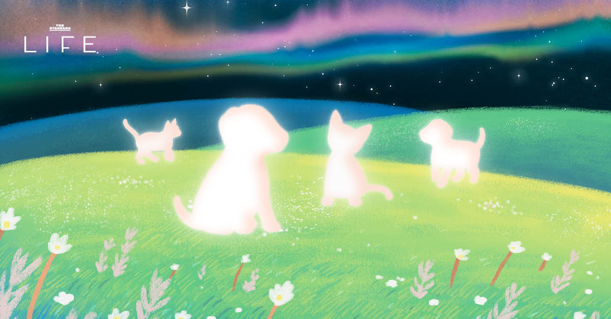 ชวนไป พาใจกลับ ดาว: นิทรรศการศิลปะเยียวยาหัวใจ สำหรับคนที่เคยสูญเสียสัตว์เลี้ยง 29-8 ก.พ.นี้