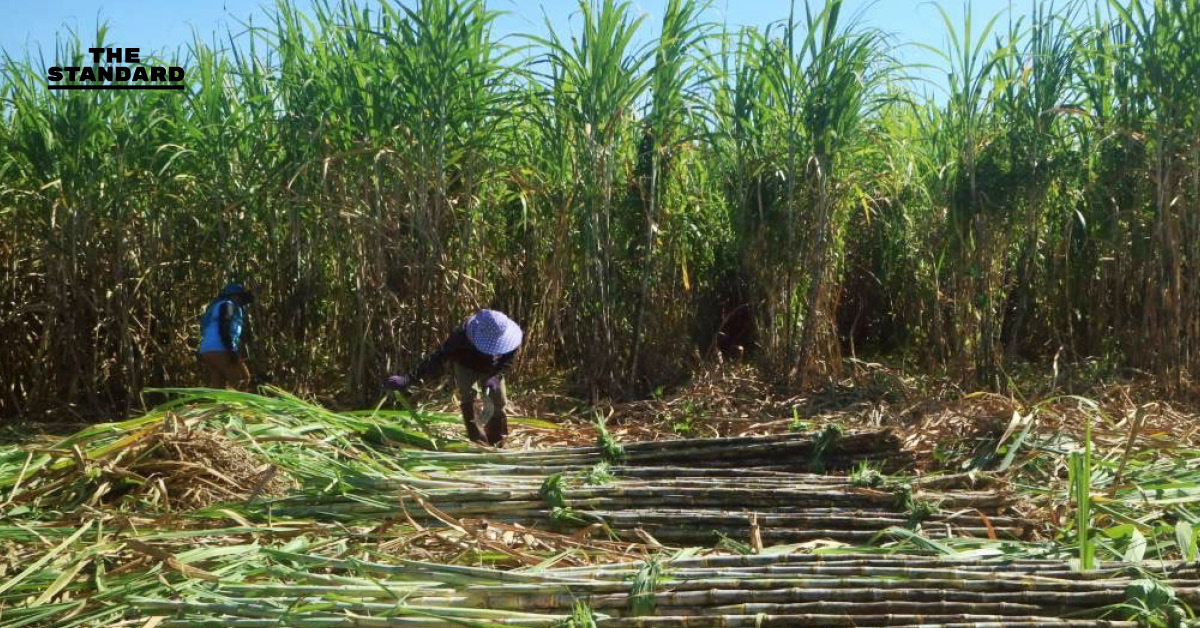 ภาพการเก็บเกี่ยวอ้อยในไร่ที่จังหวัดสระแก้ว ซึ่งกำลังประสบปัญหาขาดแคลนแรงงาน