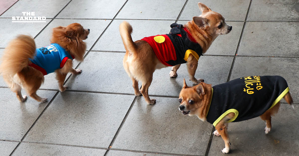 กรมอุตุฯ เตือน ไทยตอนบนหนาว-หมอกหนา กระทบสภาวะอากาศปิด ดันค่าฝุ่นสะสมพุ่ง กทม. อุณหภูมิขยับขึ้น 1-2 องศาเซลเซียส